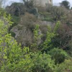 Tarquinia-chiesa dal basso