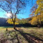 Monte Catillo-foliage